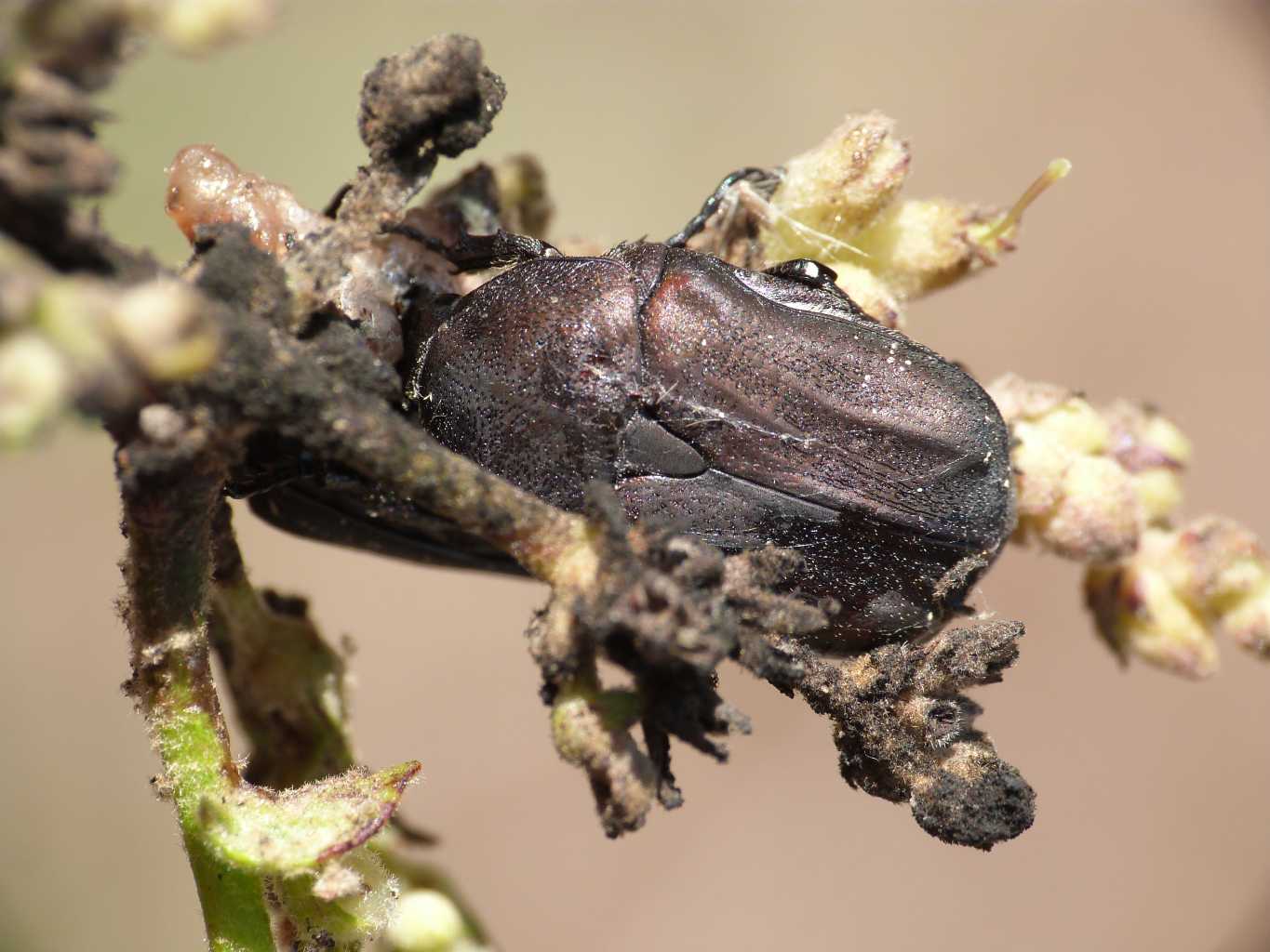 Protaetia morio
